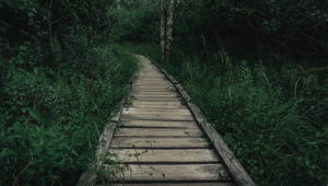 Appalachian Expeditions Day Hikes for the Canaan Valley Half Marathon